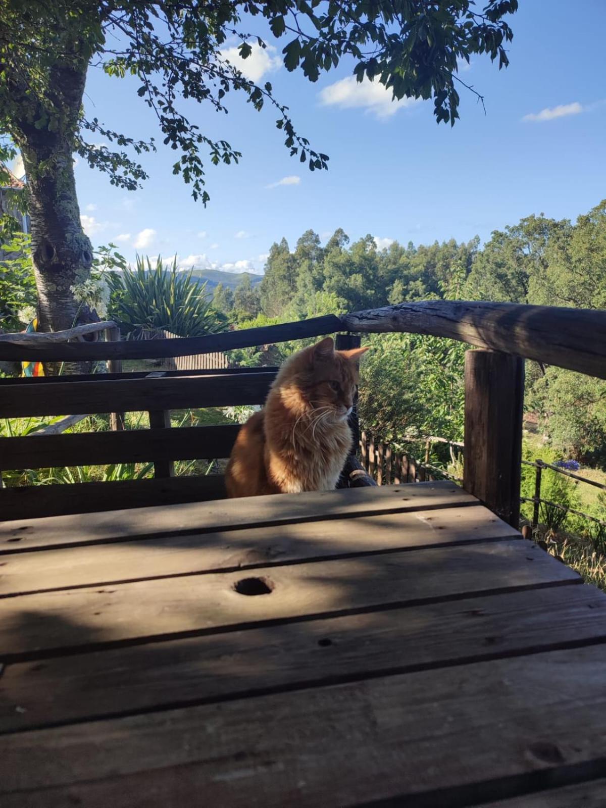 Alojamento Casa Do Cabeco Alombada Macinhata do Vouga Eksteriør billede