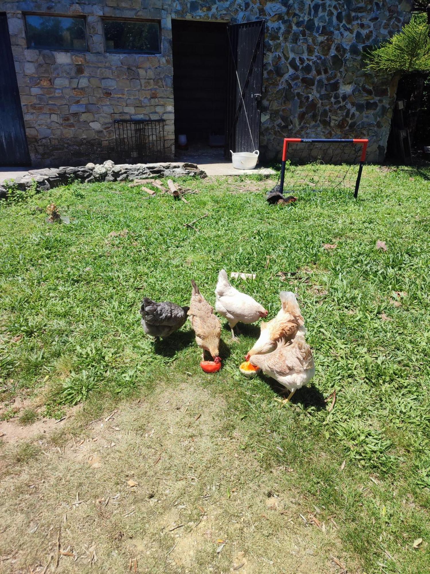 Alojamento Casa Do Cabeco Alombada Macinhata do Vouga Eksteriør billede